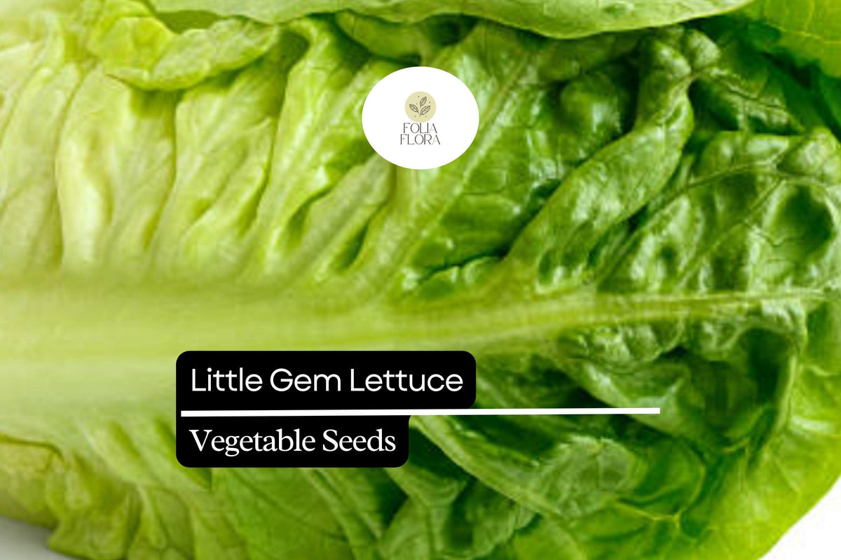 1000 Little Gem Lettuce Seeds – Sweet Mini Romaine, Heirloom, Non-GMO, Compact Growth, Easy to Grow