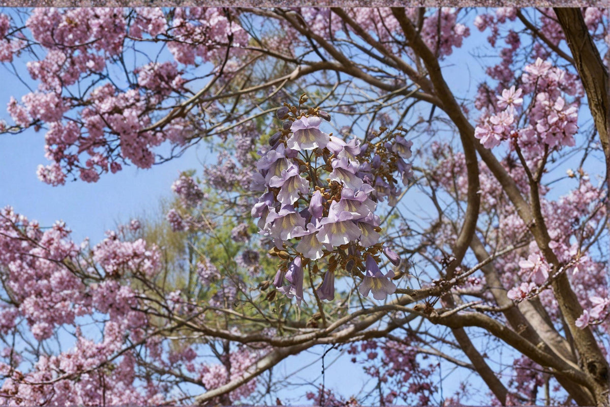 Empress Tree Seeds | 100 Seeds | Fast Growing Ornamental Shade Tree | Paulownia tomentosa | Purple Flowers