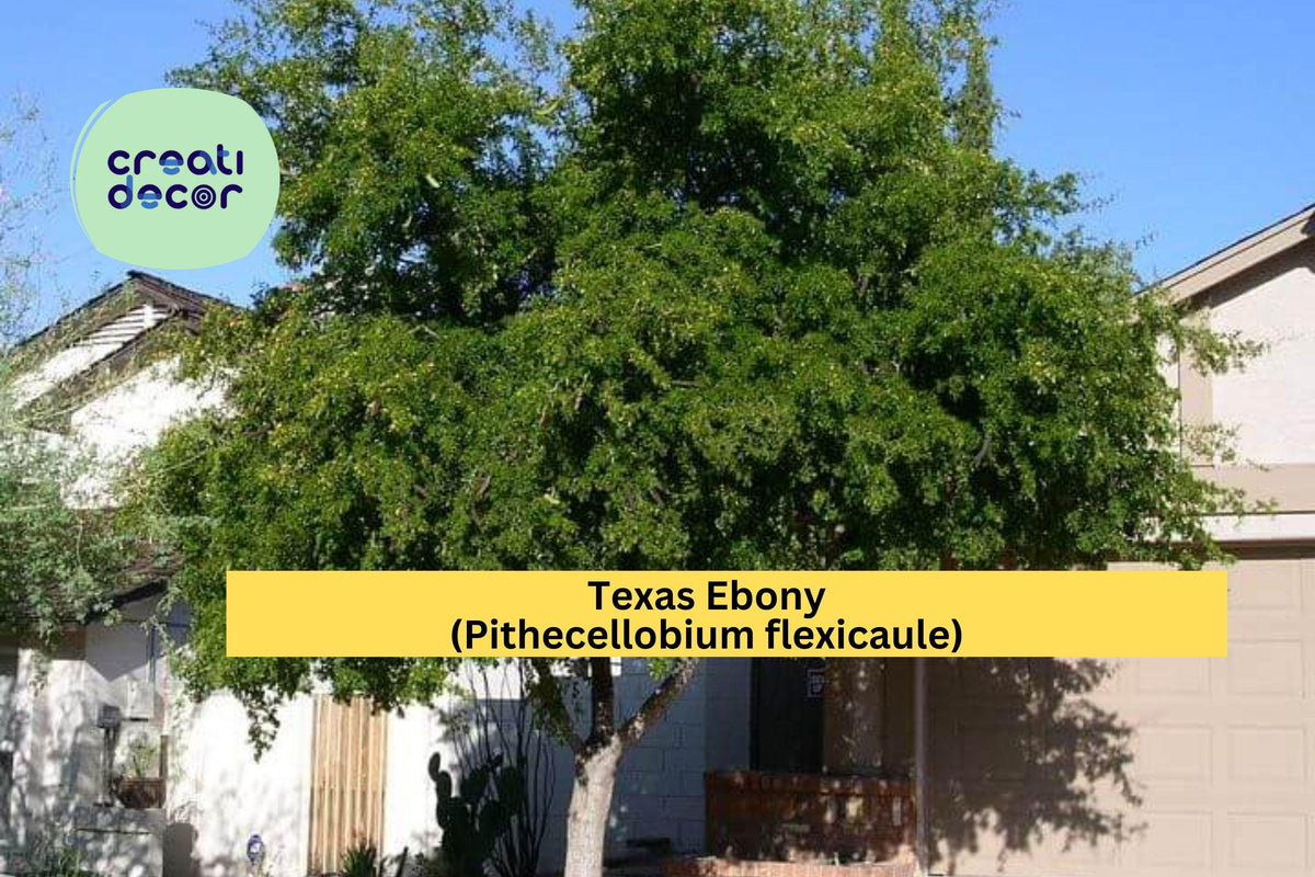 Texas Ebony Seeds (Pithecellobium flexicaule) – 10 Drought-Tolerant Evergreen Tree Seeds for Bonsai & Shade