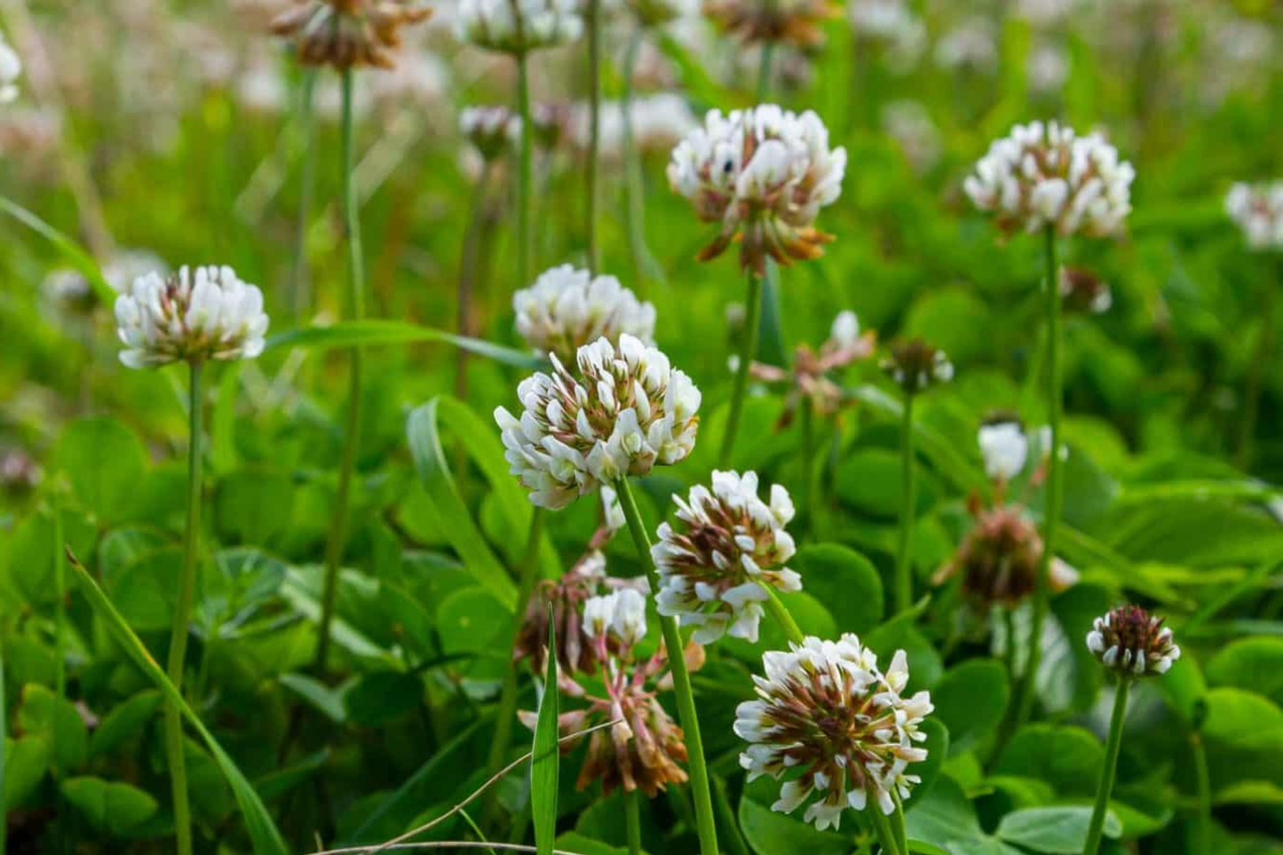 Dutch White Clover Seeds | NON-GMO Heirloom Cover Crop | Trifolium repens