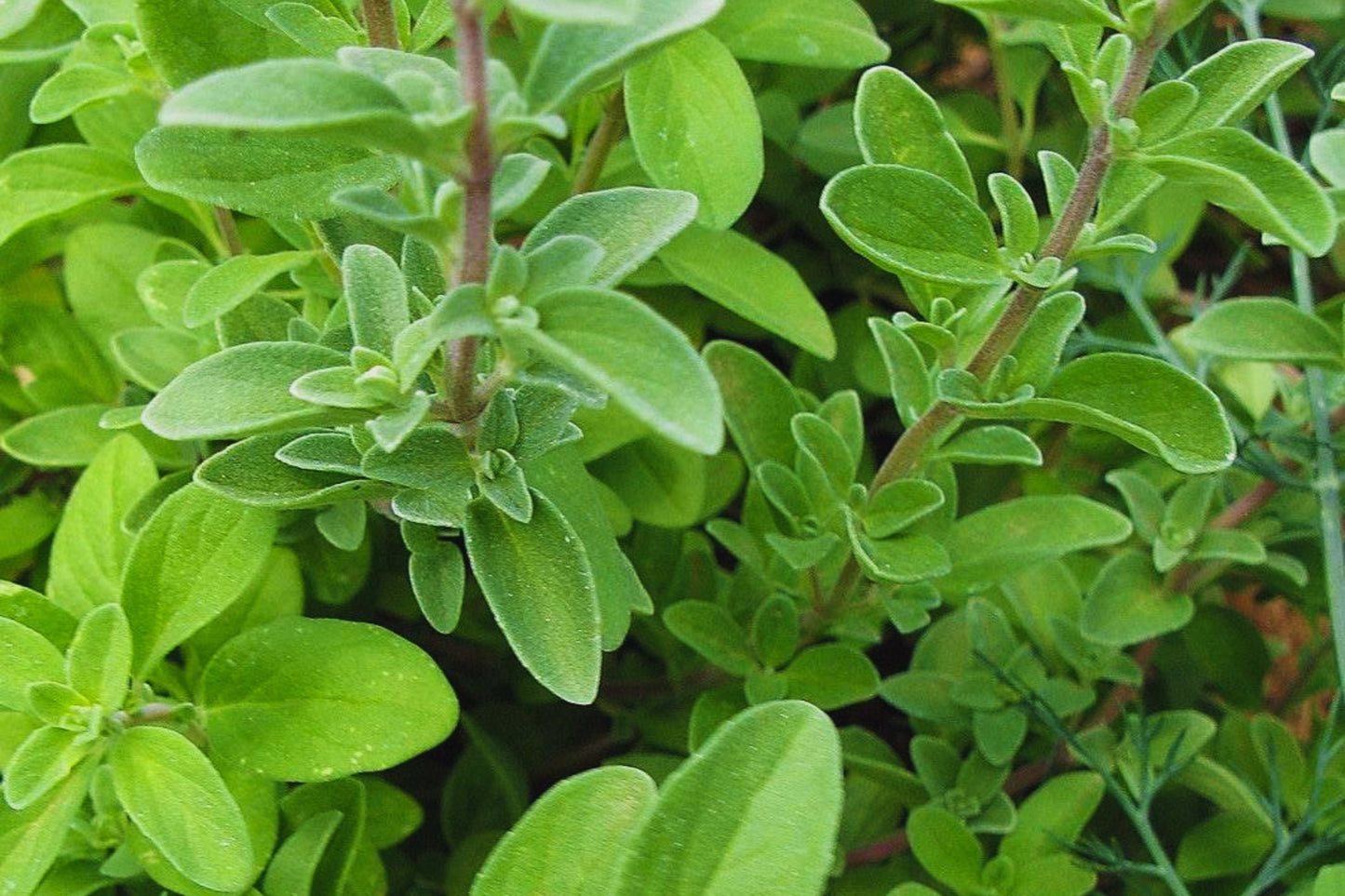 Sweet Marjoram Herb Seeds | Non-GMO Origanum majorana Seeds for Culinary Use
