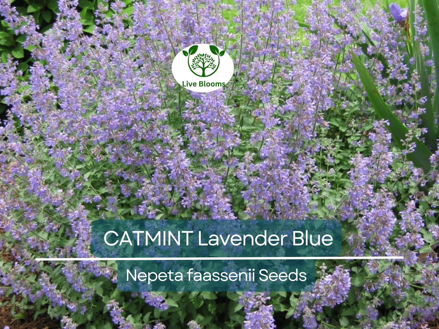 200 Seeds Catmint Lavender Blue Heirloom Perennial Nepeta faassenii Aromatic Herb Attracts Pollinators