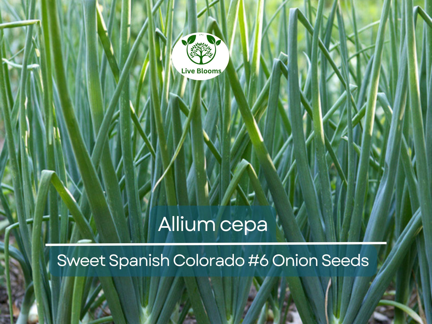 250 mg Sweet Spanish Onion Seeds - Allium cepa Colorado #6 Heirloom Vegetable Seeds for Gardening