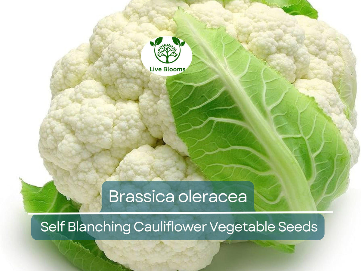 Self-Blanching Cauliflower Seeds 1g - Brassica oleracea - Easy to Grow, Creamy White Heads for Garden & Container Planting