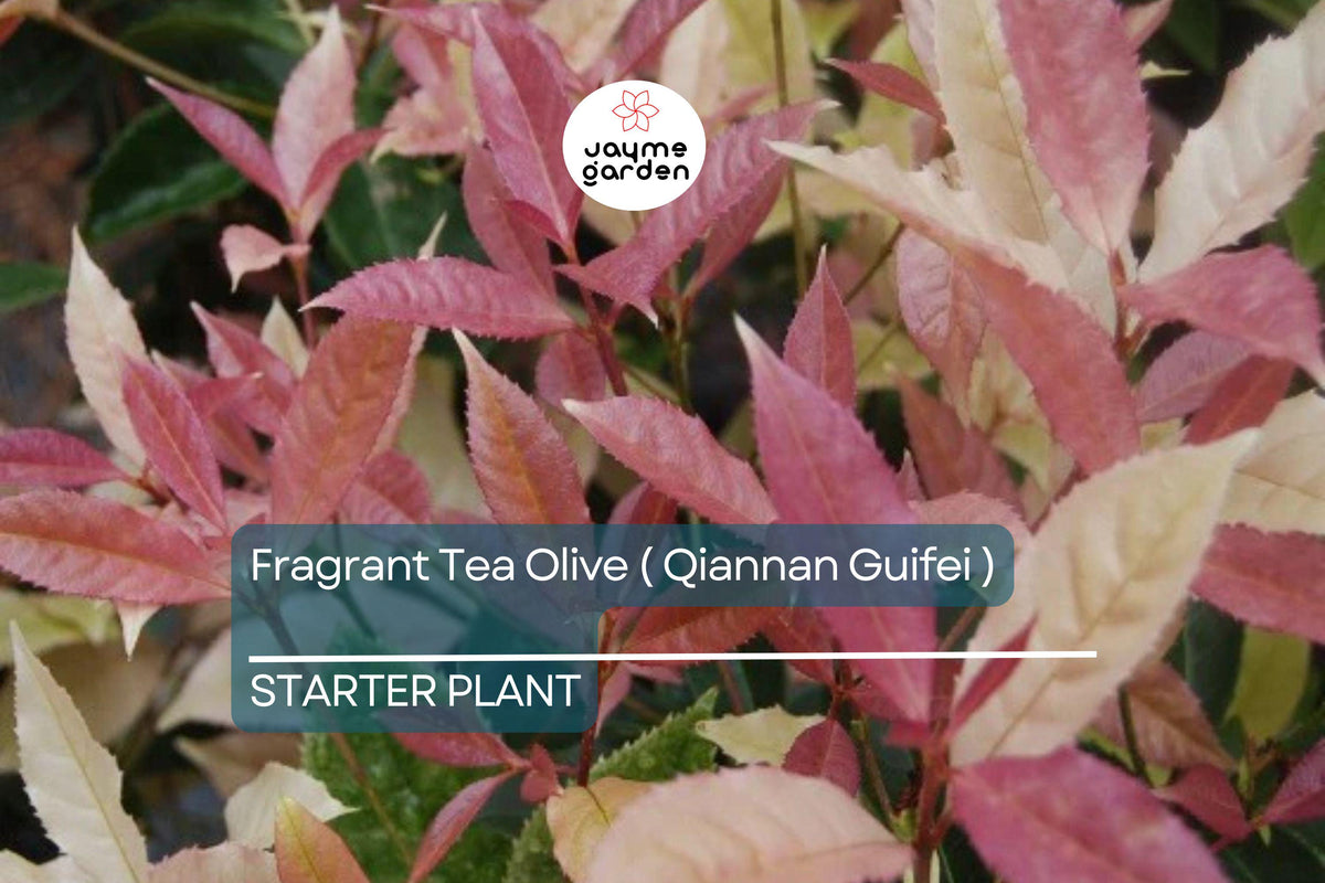 Noble Lady Fragrant Tea Olive Starter Plant | Osmanthus fragrans Qiannan Guifei | Rare Pink & White Foliage Shrub