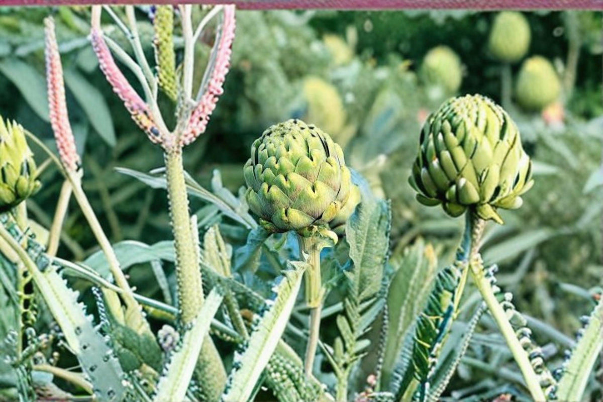 Green Globe Artichoke Seeds - 10 Heirloom Seeds for Culinary & Ornamental Use - Cynara scolymus, Edible Perennial Garden Favorite