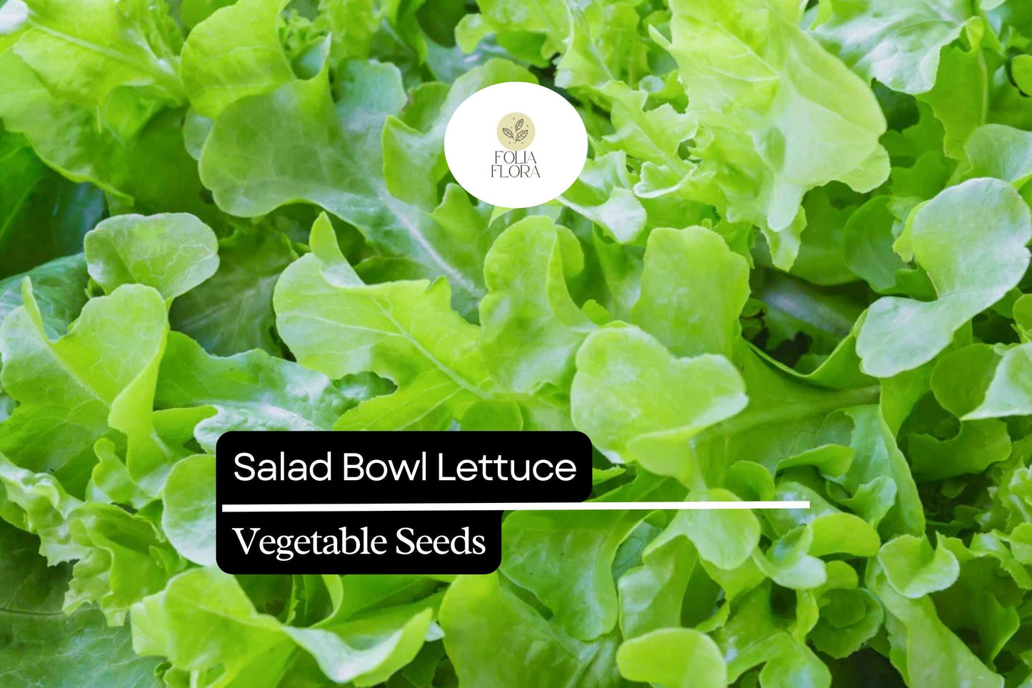1000 Salad Bowl Lettuce Seeds – Heirloom, Tender, Mild & Heat-Tolerant Leaf Lettuce