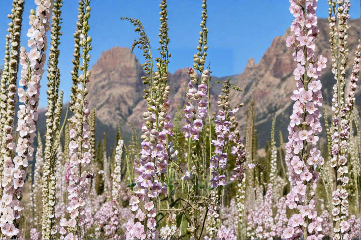 Palmer's Penstemon Seeds - 50 Pack - Drought-Tolerant Perennial Wildflower - Penstemon palmeri - Fragrant Pink Blooms
