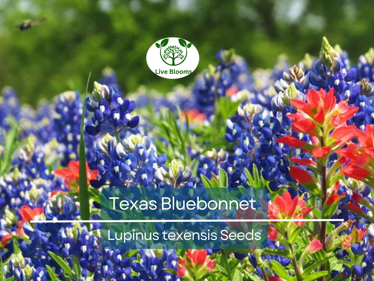 50 Texas Bluebonnet Seeds - Lupinus texensis, Heirloom Non-GMO Wildflower for Sun & Partial Shade