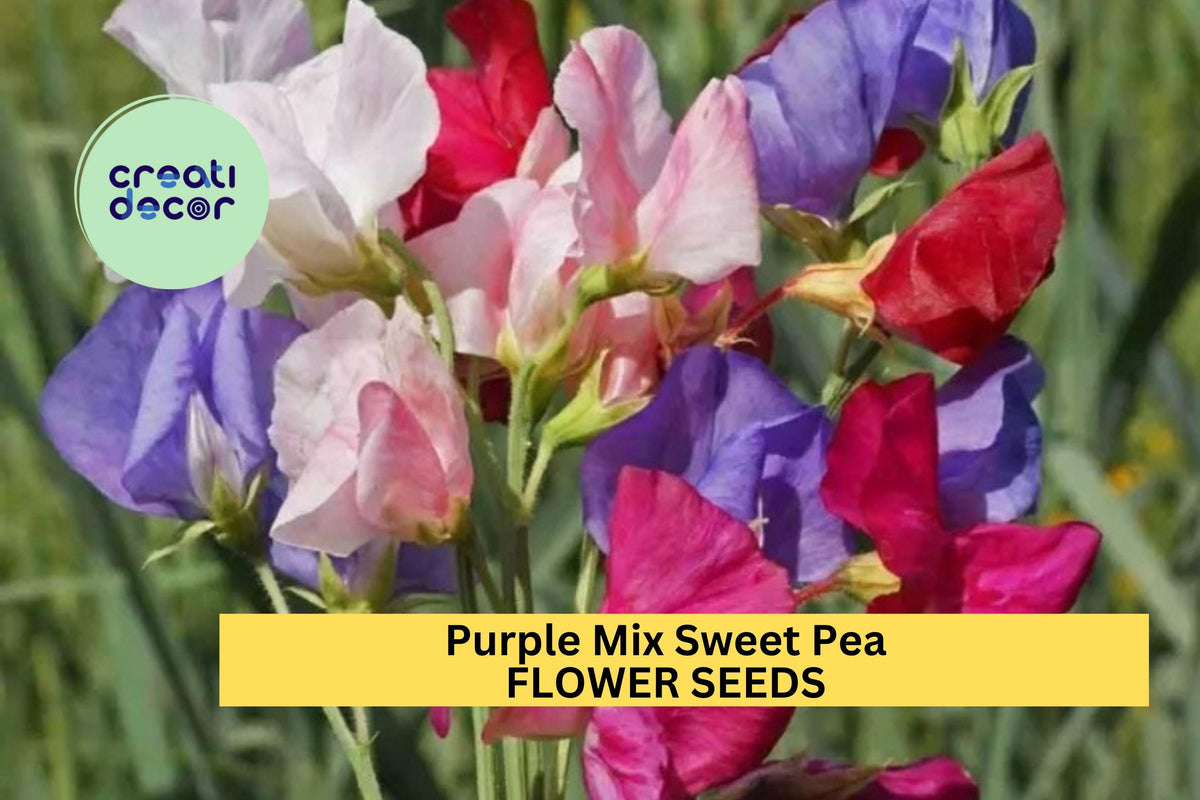 50+ Purple Mix Sweet Pea Seeds – Fragrant Climbing Vines for Trellises & Bouquets