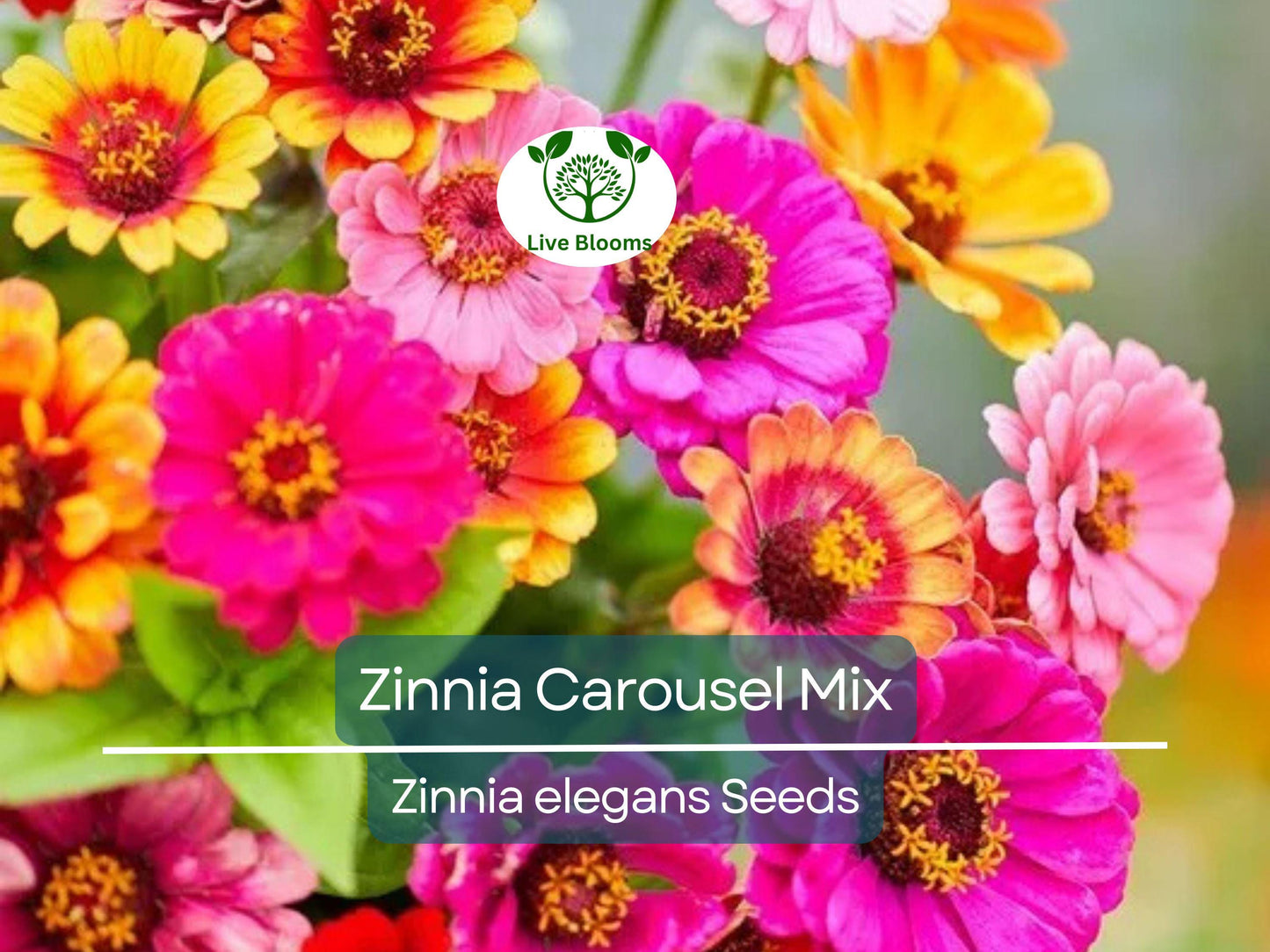 200 Zinnia Carousel Mix Seeds Heirloom Non-GMO Large 4" Blooms Vibrant Colors for Gardens & Cut Flowers
