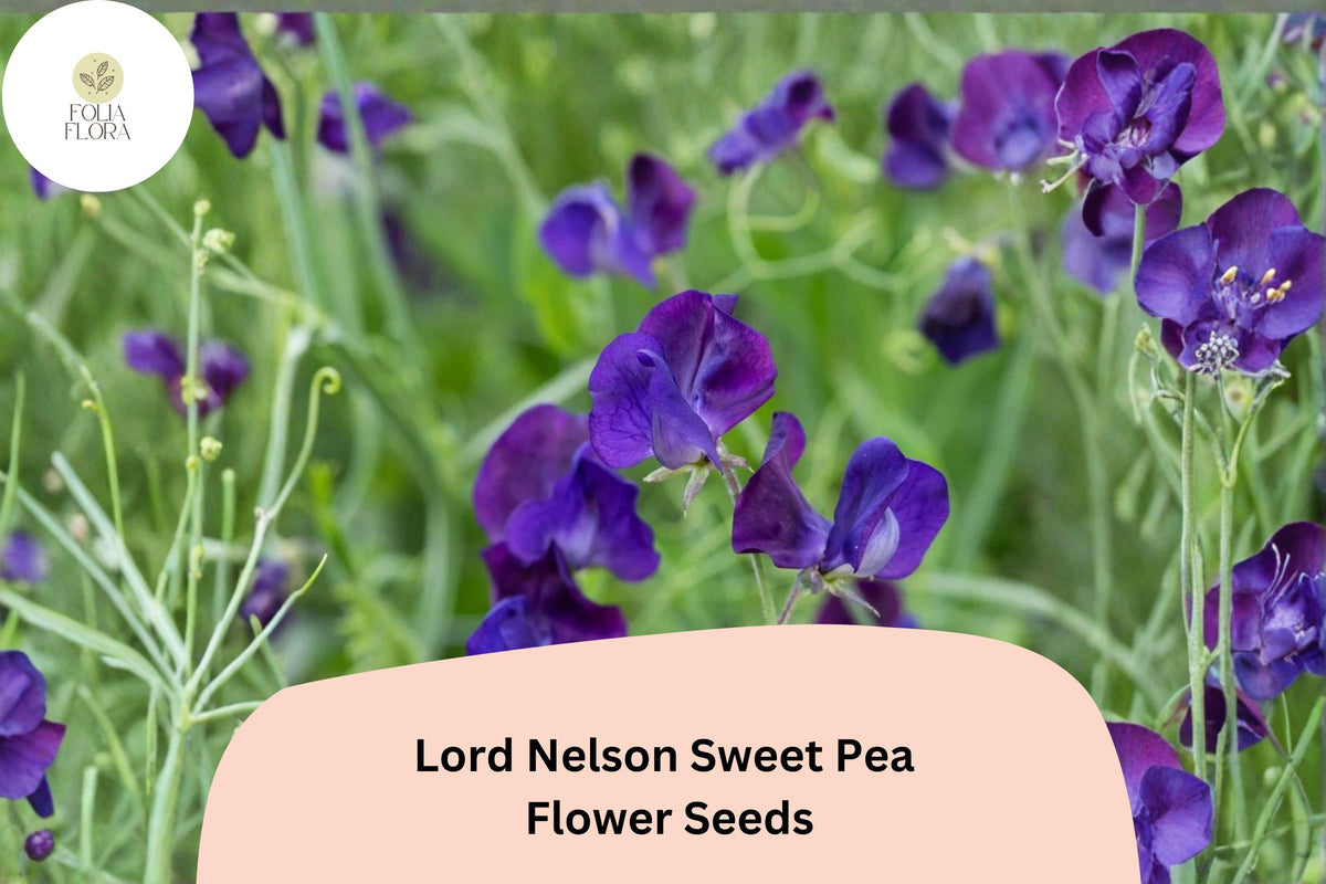 Lord Nelson Sweet Pea Seeds | 50+ Fragrant Purple Heirloom Climbing Flowers | Lathyrus odoratus | Ideal for Trellises & Cut Flowers