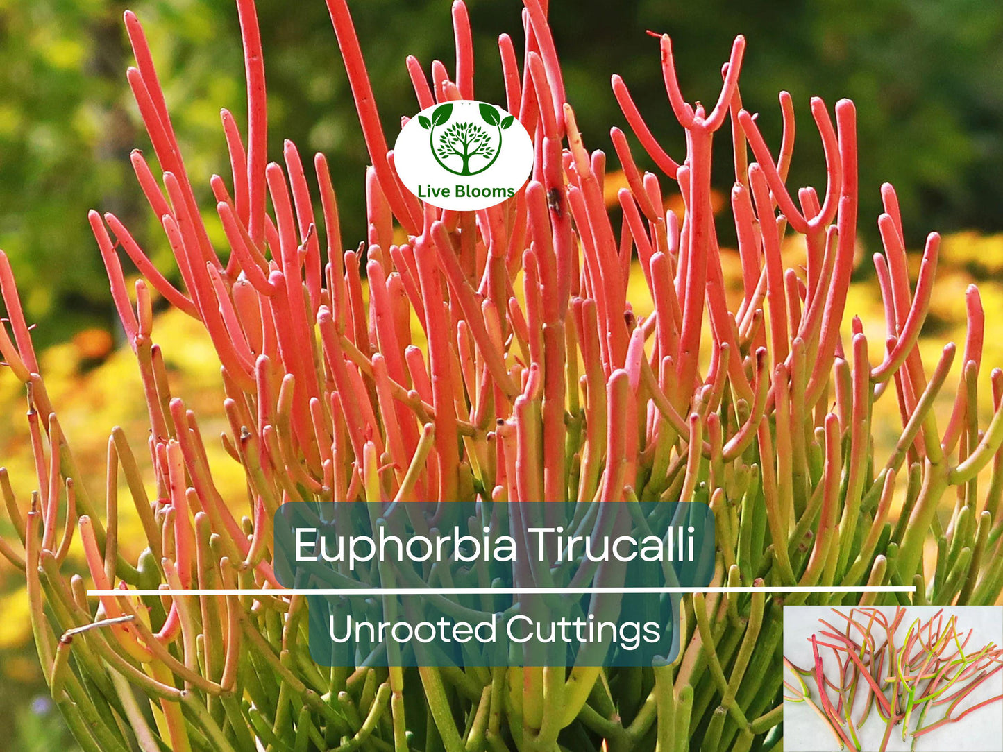 15 Healthy Fire Sticks Succulent Unrooted Cuttings - Euphorbia Tirucalli for Propagation & Garden