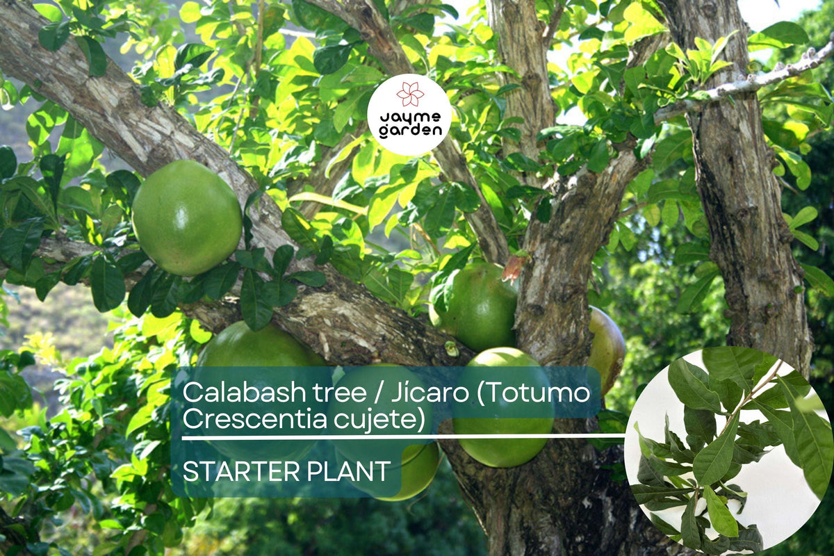 Totumo Tree 8"-12" Crescentia Cujete Calabash Gourd Tree for Crafts, Shade & Tropical Gardens - Unique Live Plant