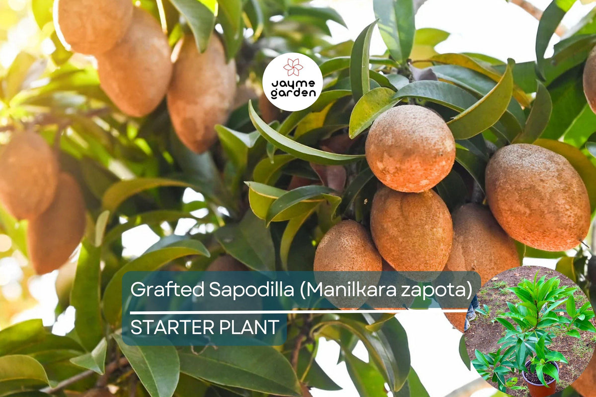Grafted Sapodilla Tree 24"-36" - Sweet Caramel Fruit, Container-Friendly Tropical Fruit Tree, Manilkara zapota