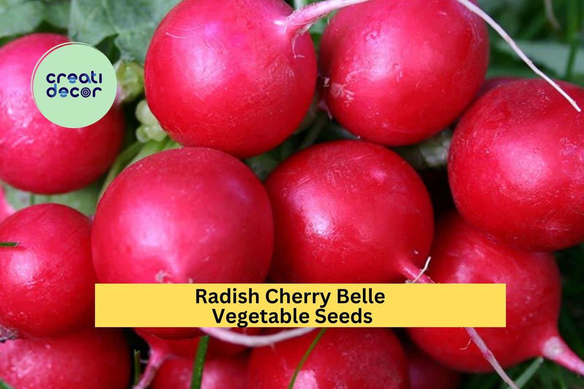 Cherry Belle Radish Seeds - 3pcs 1g Fast Growing Red Raphanus sativus for Garden or Container Planting, Mild Crisp Flavor