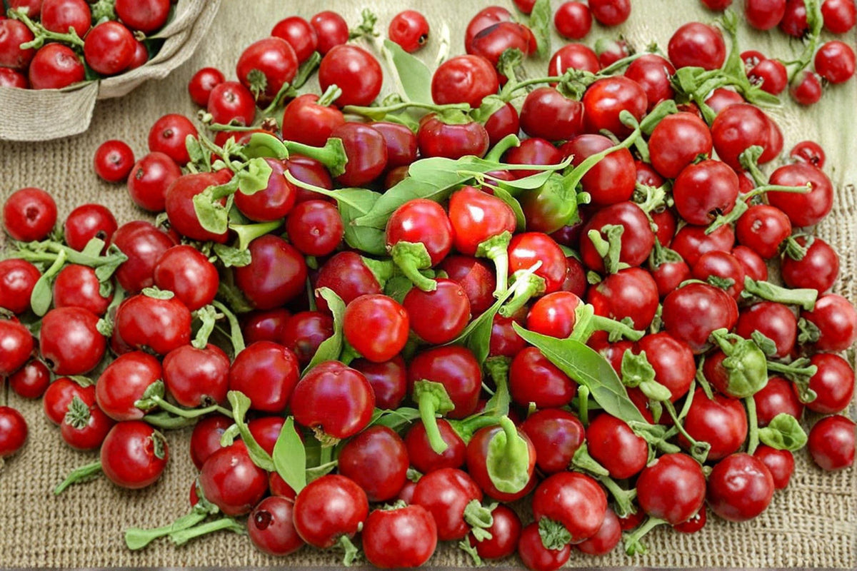 Large Cherry Hot Pepper Seeds | 30 Count | Thick-Walled, Round, Heirloom | Capsicum annuum | Perfect for Pickling & Cooking