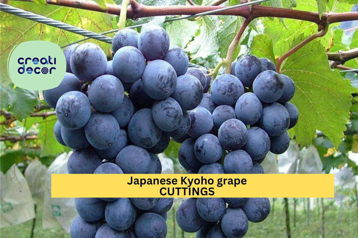 6 Kyoho Grape Cuttings | Japanese Sweet Juicy Table Grape Scions | Unrooted Propagation Wood