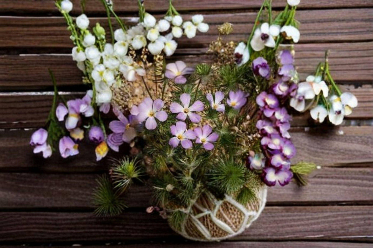 Mountain Phlox Seeds - 100 Count, Bright Magenta-Pink Wildflower, Linanthus grandiflorus, Native Annual, Easy to Grow