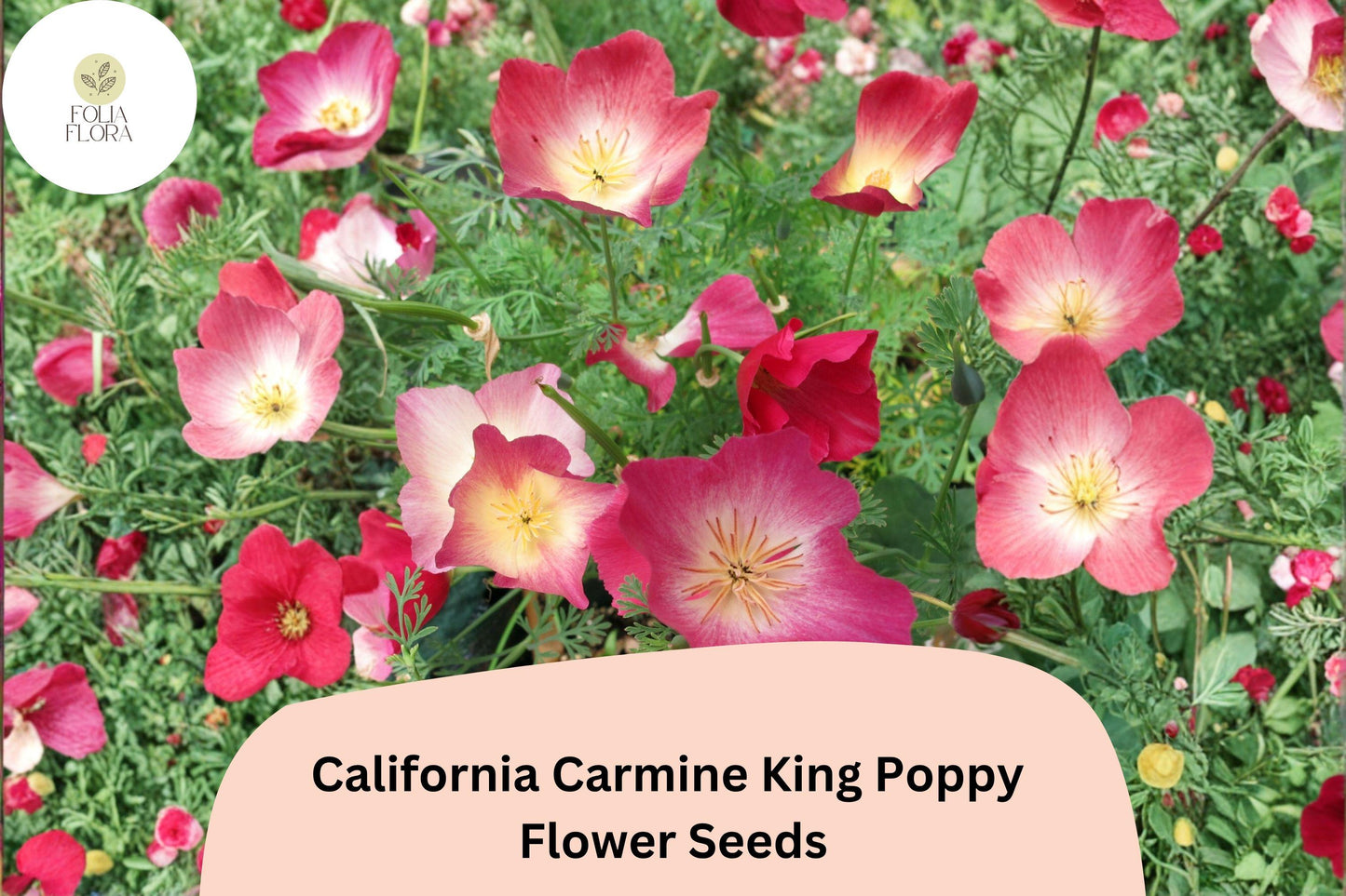 200+ California Carmine King Poppy Seeds | Eschscholzia californica | Bright Red-Pink Wildflower Seeds