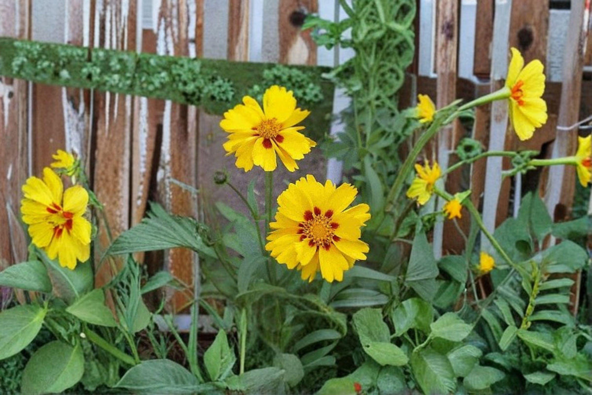 Picta Tickseed Seeds | 30 Bright Yellow Coreopsis nuecensis | Drought-Tolerant Wildflower | Pollinator-Friendly Garden Seed