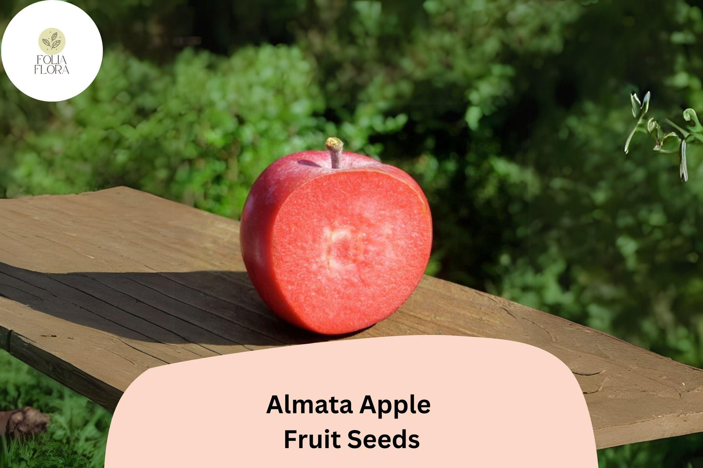 25+ Almata Apple Seeds | Rare Red-Flesh Apple Tree Seeds | Early Ripening Malus domestica for Garden Planting