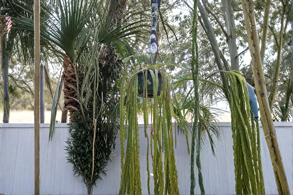 Epiphytic Cactus Cuttings 4" White Bloom Lepismium cruciforme Unrooted Jungle Cactus for Hanging Baskets