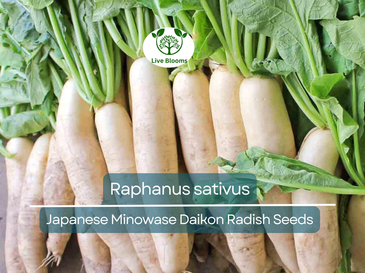 Japanese Minowase Daikon Radish Seeds - 1g Heirloom Raphanus sativus for Planting, Gardening & Crisp White Harvests