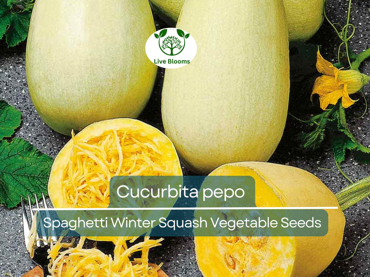 1000 mg Spaghetti Winter Squash Seeds - Heirloom Cucurbita pepo for Home Gardening & Healthy Pasta Alternative