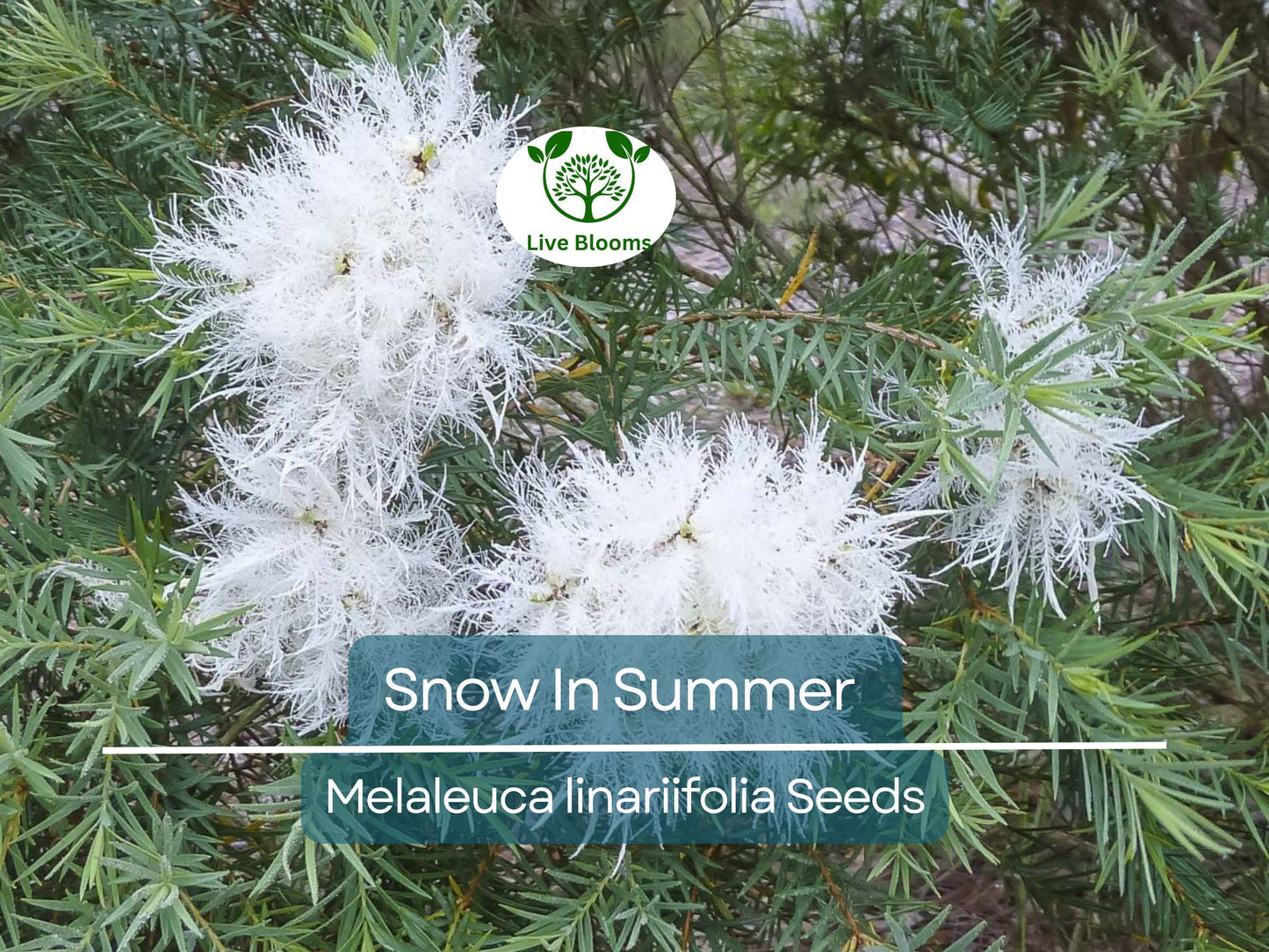 50 Snow In Summer Seeds (Melaleuca linariifolia) - Hardy, Fragrant Shrub for Gardens