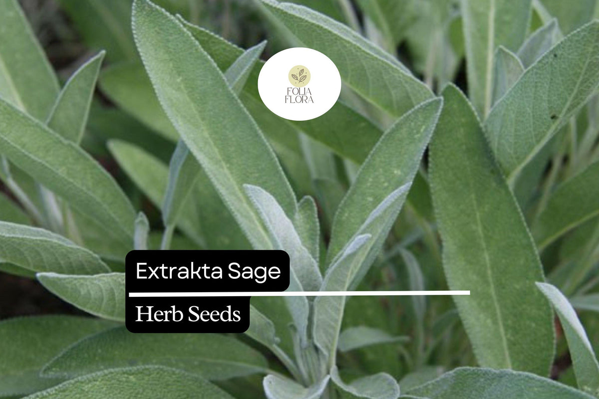50 Seeds Extrakta Sage - Aromatic Culinary Herb (Salvia officinalis) - Drought-Tolerant, Pollinator-Friendly, Silvery-Green Leaves