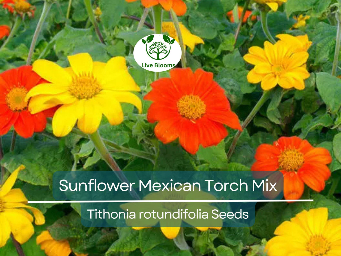 50 Seeds Mexican Torch Sunflower Mix - Non-GMO Orange & Yellow Blooms, Pollinator Friendly