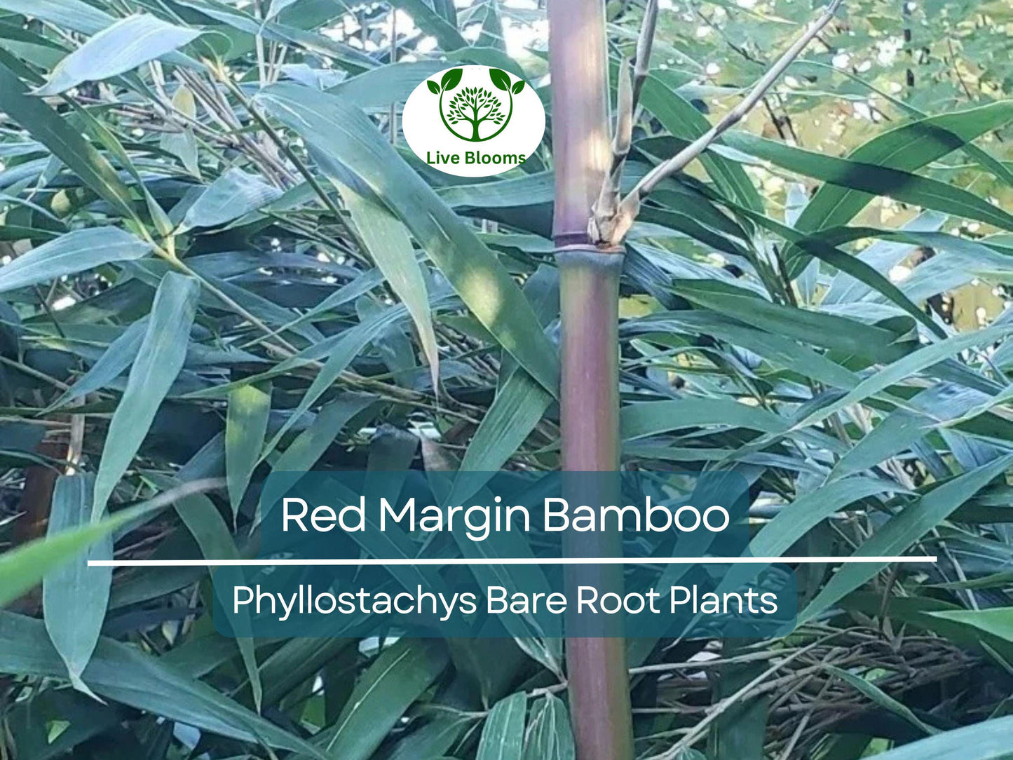 Red Margin Bamboo Bare Root Rhizome – Phyllostachys rubromarginata, Cold Hardy Privacy Bamboo
