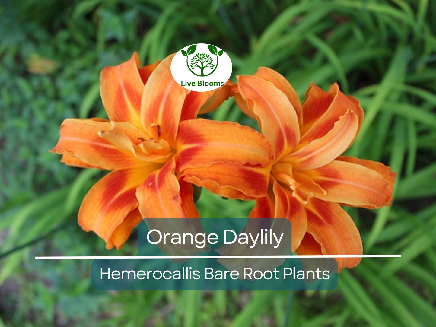 20 Orange Daylily Plants - Hemerocallis fulva Tawny 'Ditch Lily' Bare Root Hardy Perennial