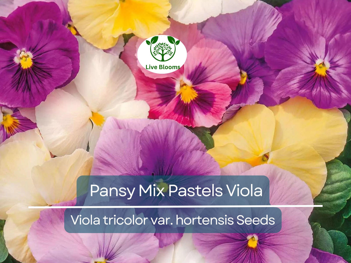 100 Seeds Pansy Mix Pastels - Edible, Non-GMO, Cool Weather Flowers for Containers & Gardens