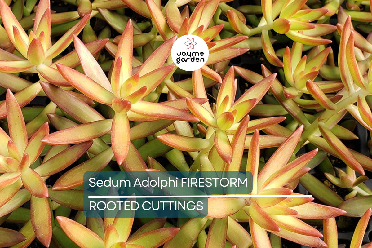 Sedum Adolphi Firestorm Succulent - 2" Pot, Red-Orange Coppertone, Easy Care, Low Maintenance, Drought-Tolerant Plant