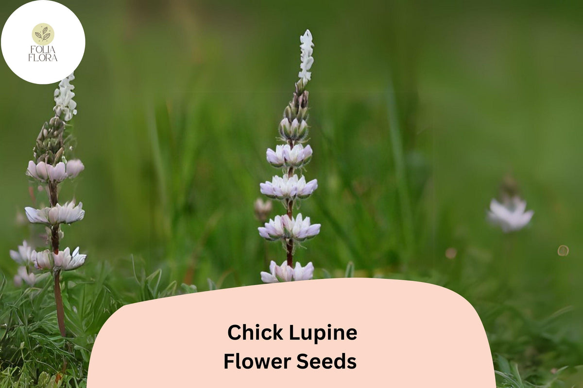 Lupinus ‘Chick’ Lupine Seeds – 25+ Yellow Seeds for Pollinator-Friendly Gardens
