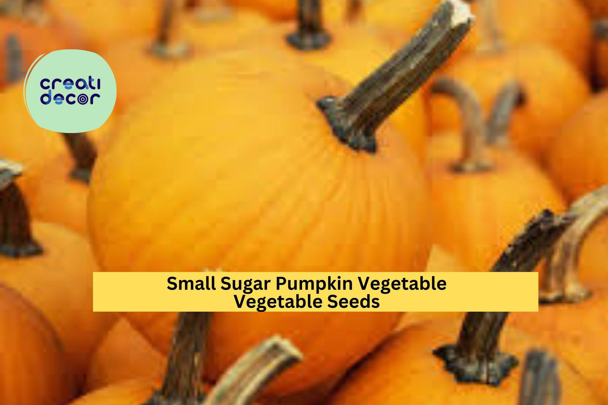 Small Sugar Pumpkin Seeds, 3pcs of 1g Heirloom Seeds, Cucurbita pepo, Sweet Orange Flesh for Baking and Cooking