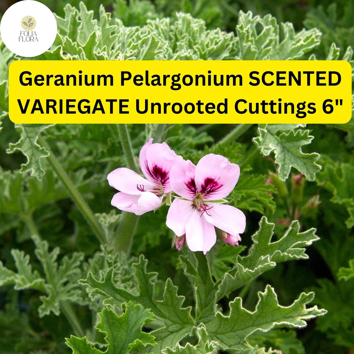 Scented Geranium Cuttings | 2 Live 6” Unrooted Pelargonium ‘Scented Variegated’ | Fragrant, Drought-Tolerant Plant
