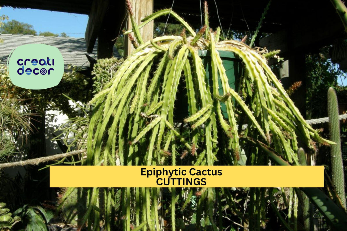 4 Lepismium cruciforme Cuttings – Epiphytic Trailing Cactus with White Blooms for Hanging Baskets