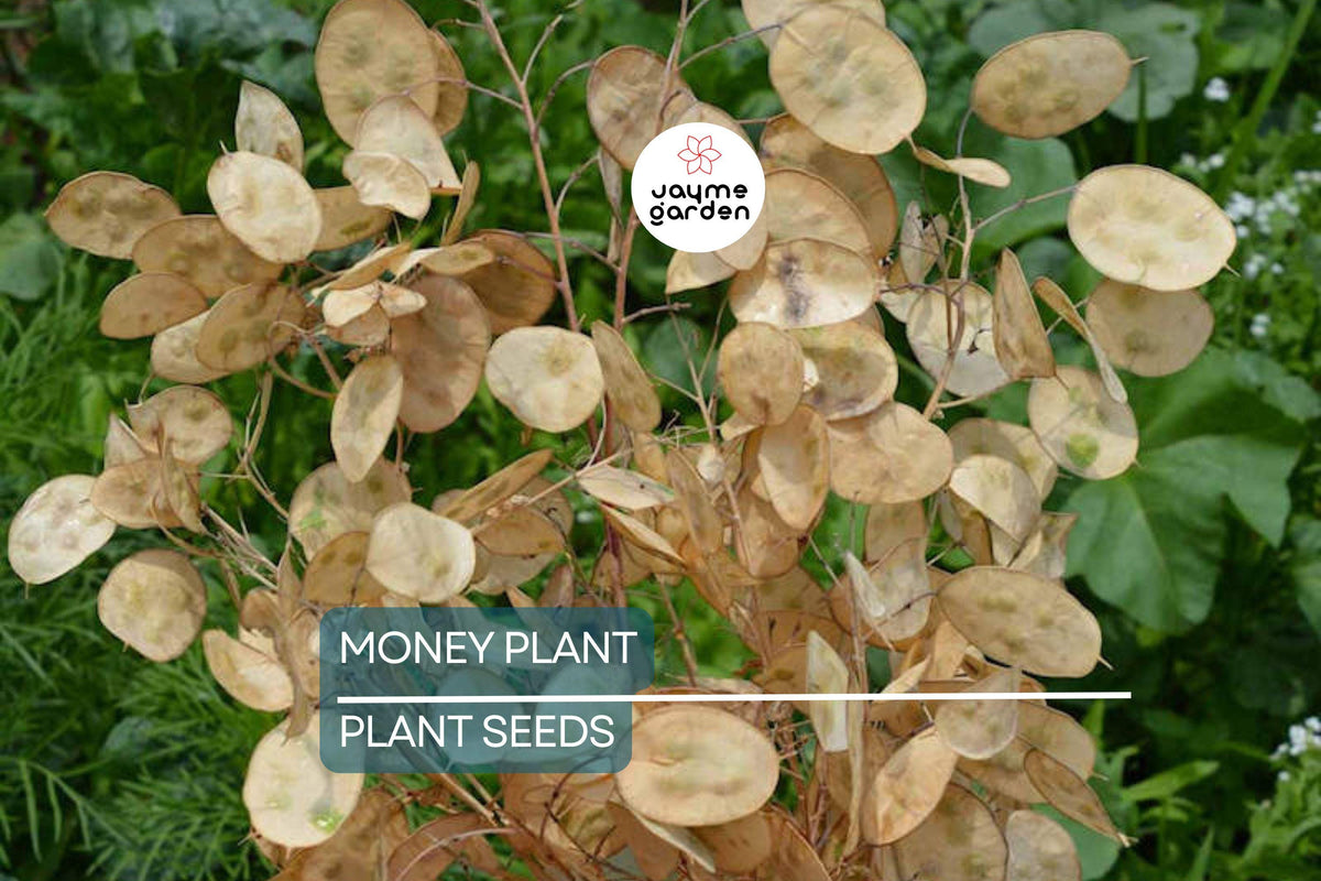 Money Plant Seeds 50+ Pack Lunaria Biennis Violet Biennial Flower Pollinator-Friendly Drought-Tolerant Edible Seeds