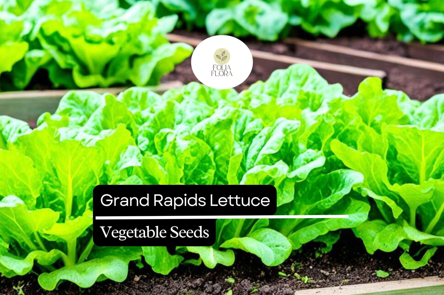 1000 Grand Rapids Lettuce Seeds – Heirloom, Fast-Growing, Cold Hardy Leaf Lettuce