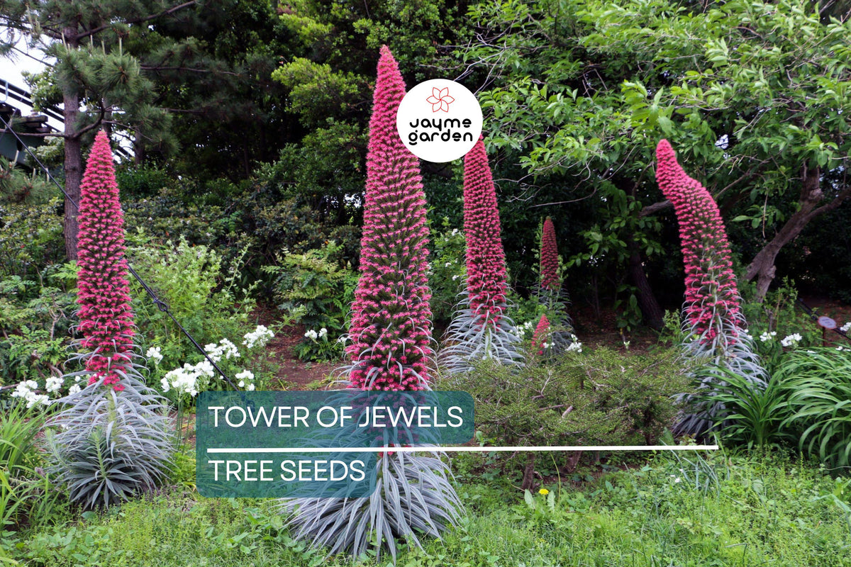 Tower of Jewels Seeds - 20 Rare Pink-Red Blooms - Echium wildpretii - Hummingbird Flower for Garden - Drought Tolerant Plant