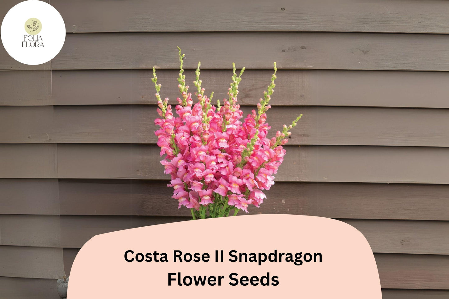 Costa Rose II Snapdragon Seeds - 1000+ Antirrhinum majus Seeds with Vibrant Rose-Pink Blooms