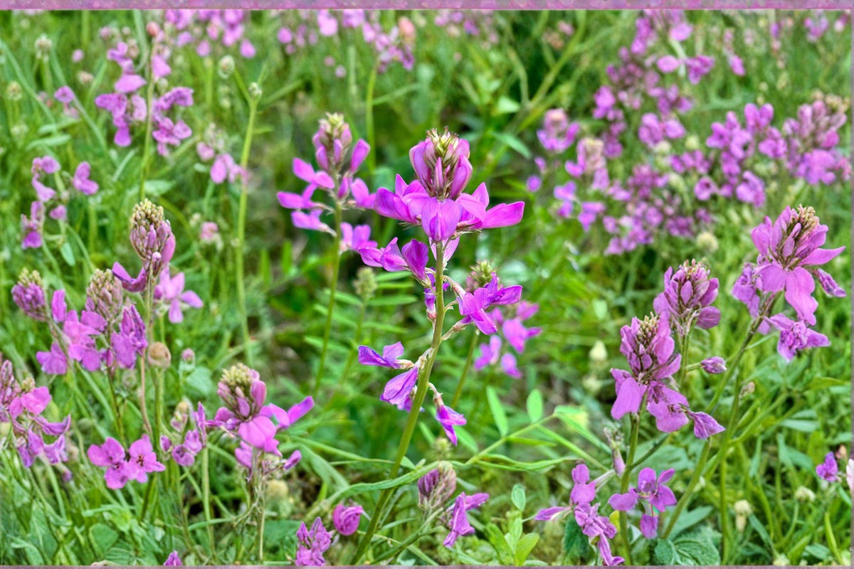 Utah Sweetvetch Seeds - 25 Pack - Hedysarum boreale - Native Perennial Legume - Pollinator Plant - Nitrogen-Fixing Habitat