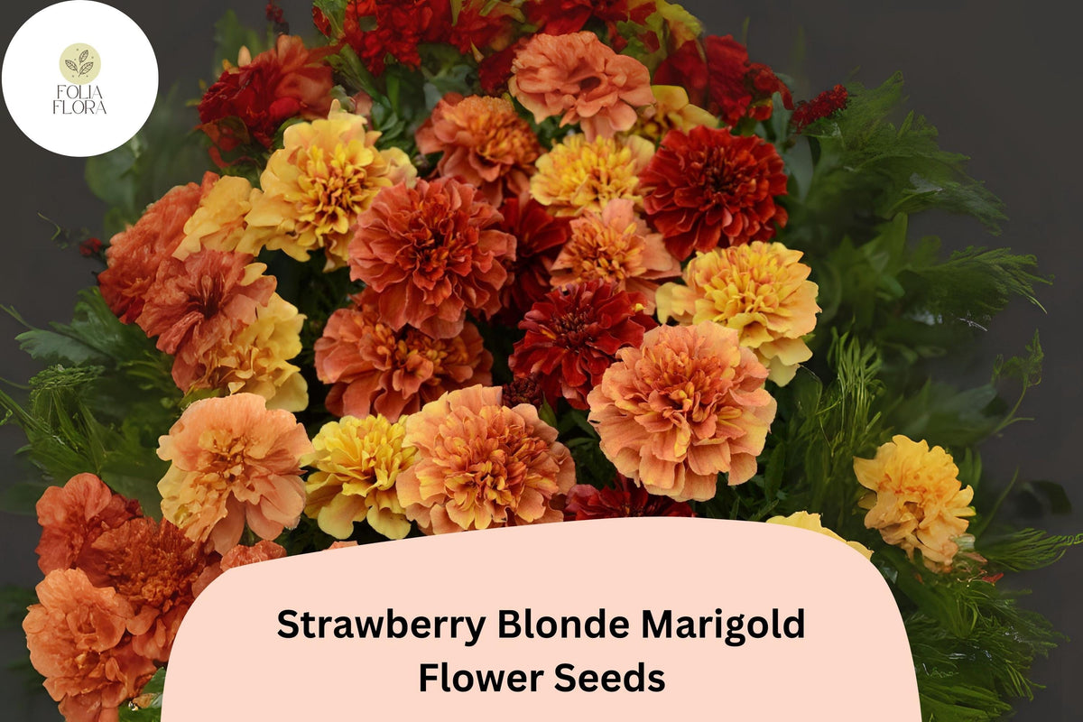 25+ Strawberry Blonde Marigold Seeds | Tagetes patula | Pastel Rose, Peach & Yellow Blooms | Easy Annual Garden Planting