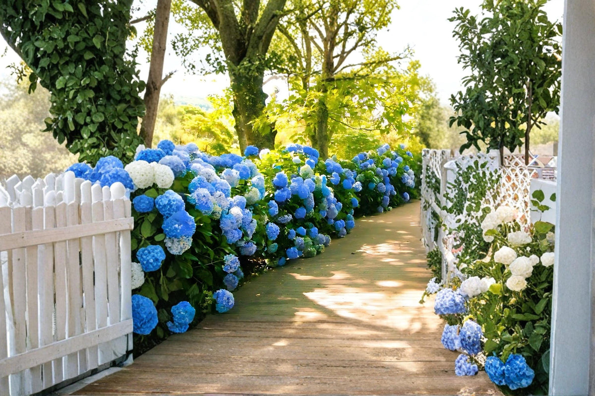 Blue Hydrangea Live Plants 2 Pack, Flowering Shrub, Hydrangea macrophylla, Vibrant Blue Color, Deciduous Perennial