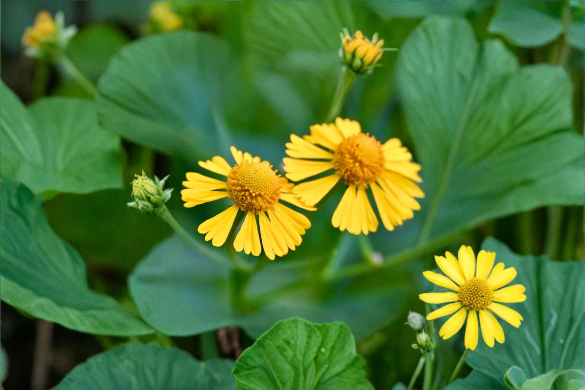 Autumn Sneezeweed Seeds – 100 Count – Helenium autumnale – Native Perennial Wildflower for Pollinator Gardens