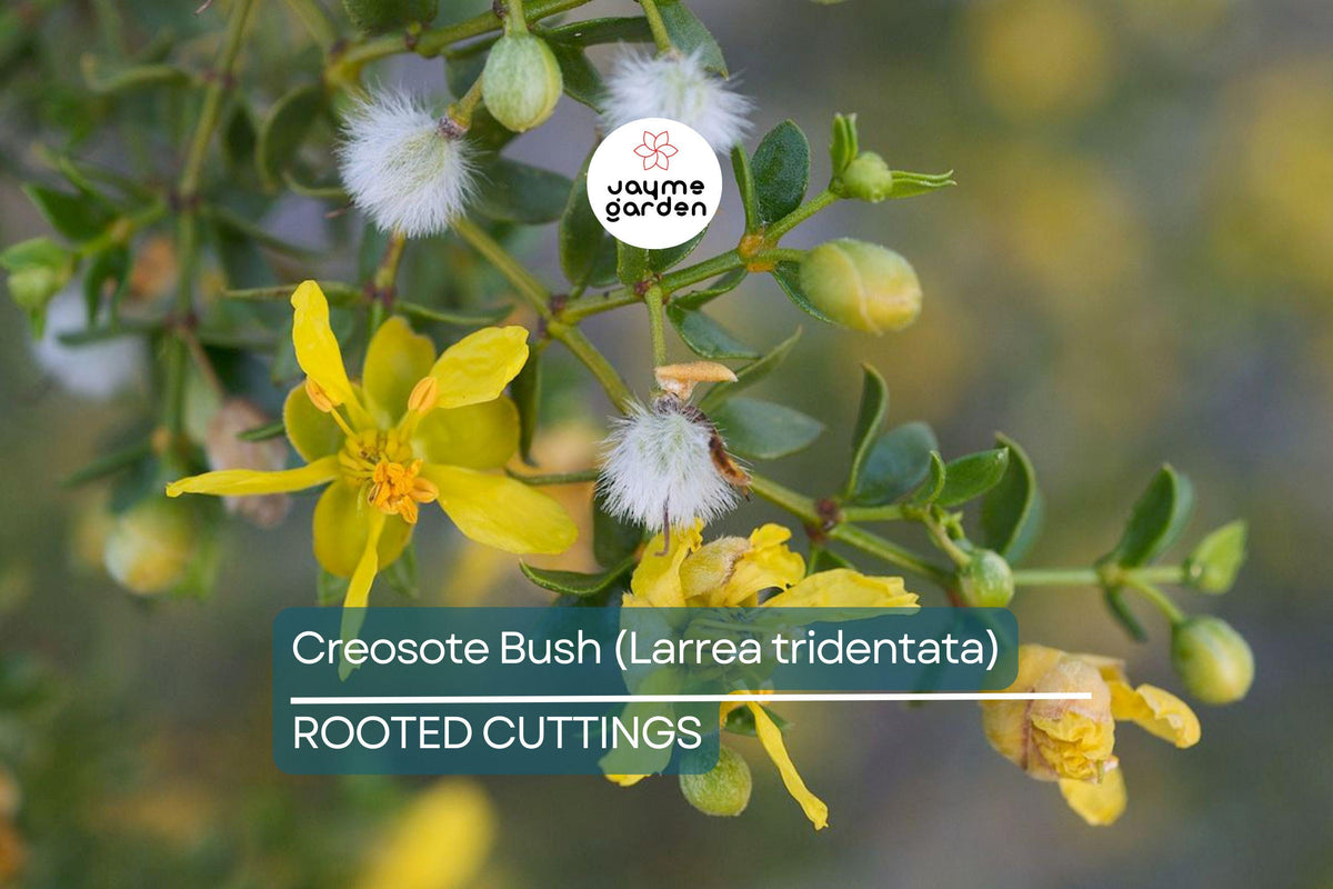 3 Live Creosote Bush Plants, Drought Tolerant, Aromatic Shrub, Larrea tridentata - Bare Root, Ideal for Xeriscaping & Landscaping
