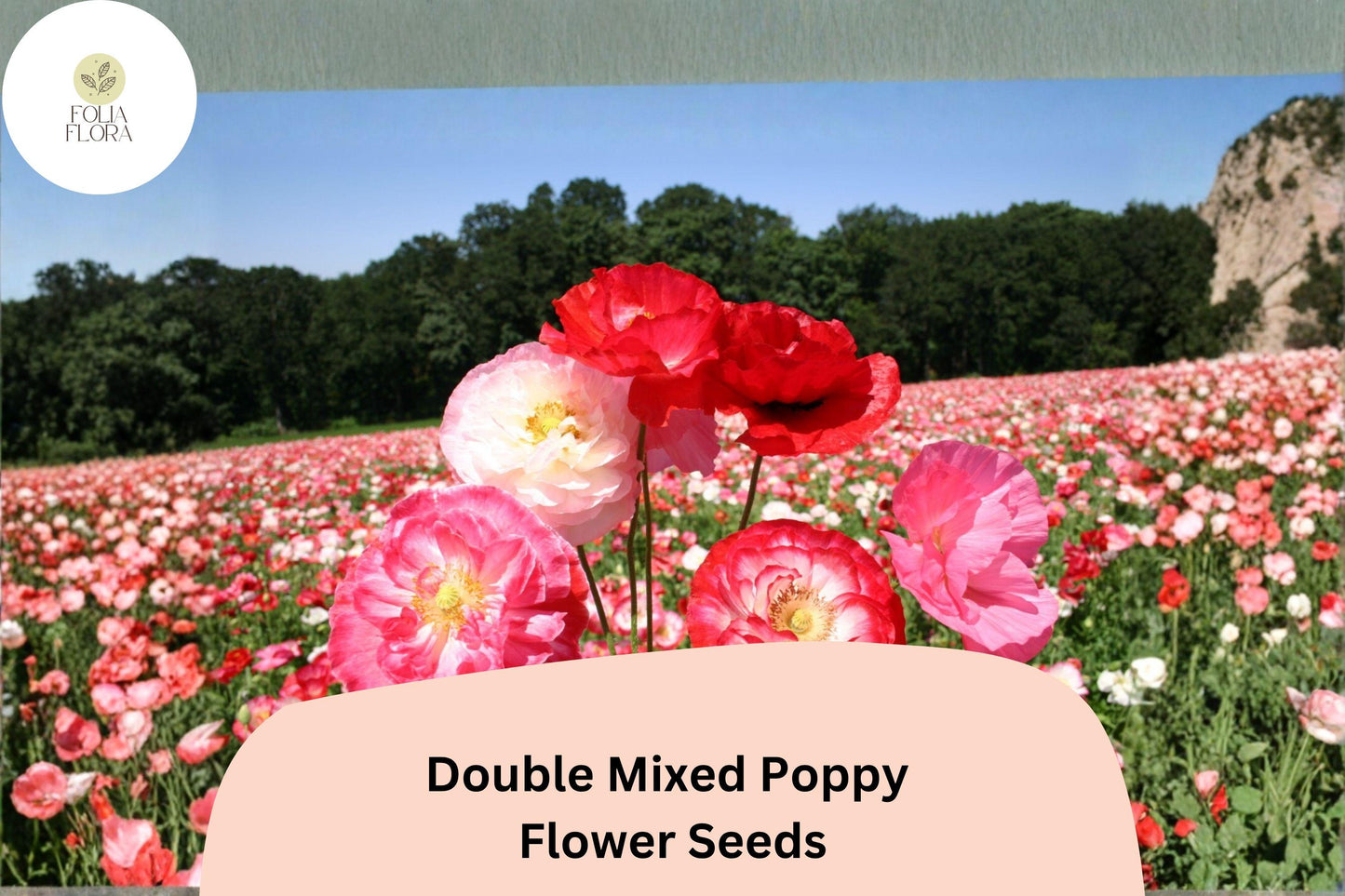 200+ Double Mixed Poppy Seeds – Colorful Frilled Blooms, Easy to Grow Annual Flowers